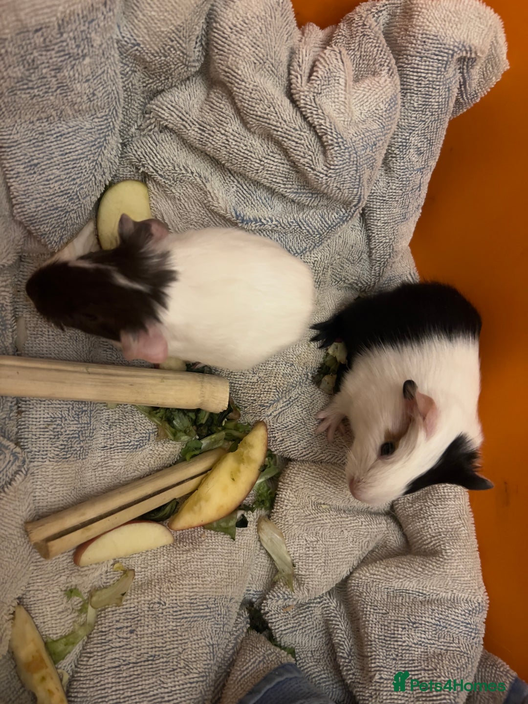 Guinea Pig rodents for sale: Baby guinea pigs - Image 10