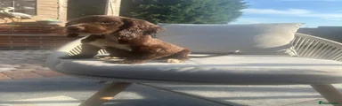 Cocker Spaniel 1