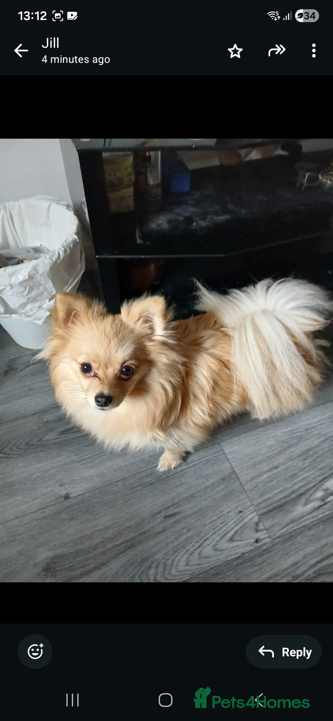 Pomchi dogs for sale: Pomchi  - Advert 3