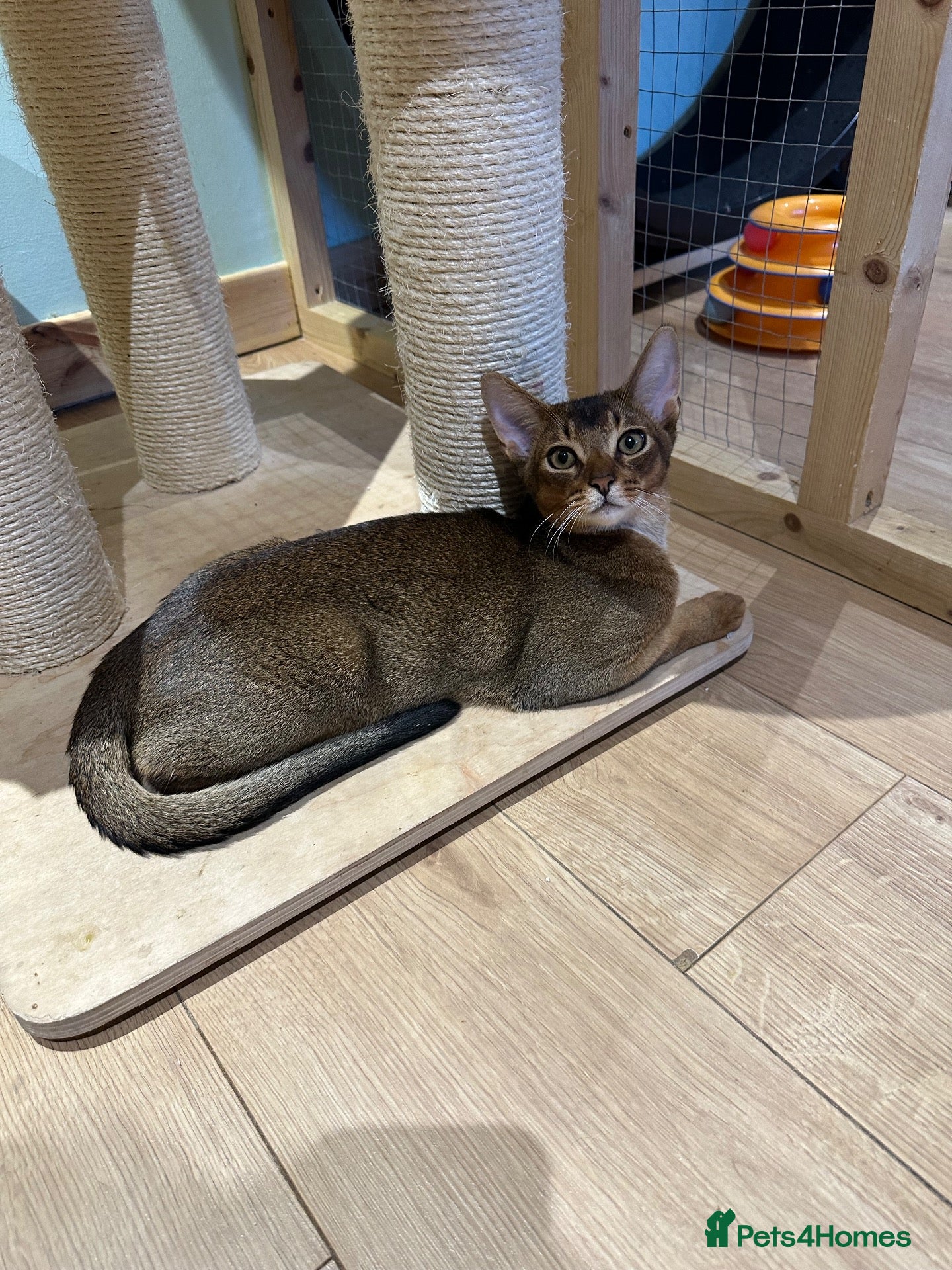 Abyssinian cats Last one boy ready to go🌟 - Advert 2