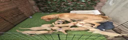 Goldador dogs for sale: Gorgeous F1 Goldador puppies from excellent lines in Kidderminster - Advert 26
