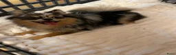 Pomchi dogs for sale: Beautiful Blue/Tan Pomeranian Merle Girl  - Advert 18