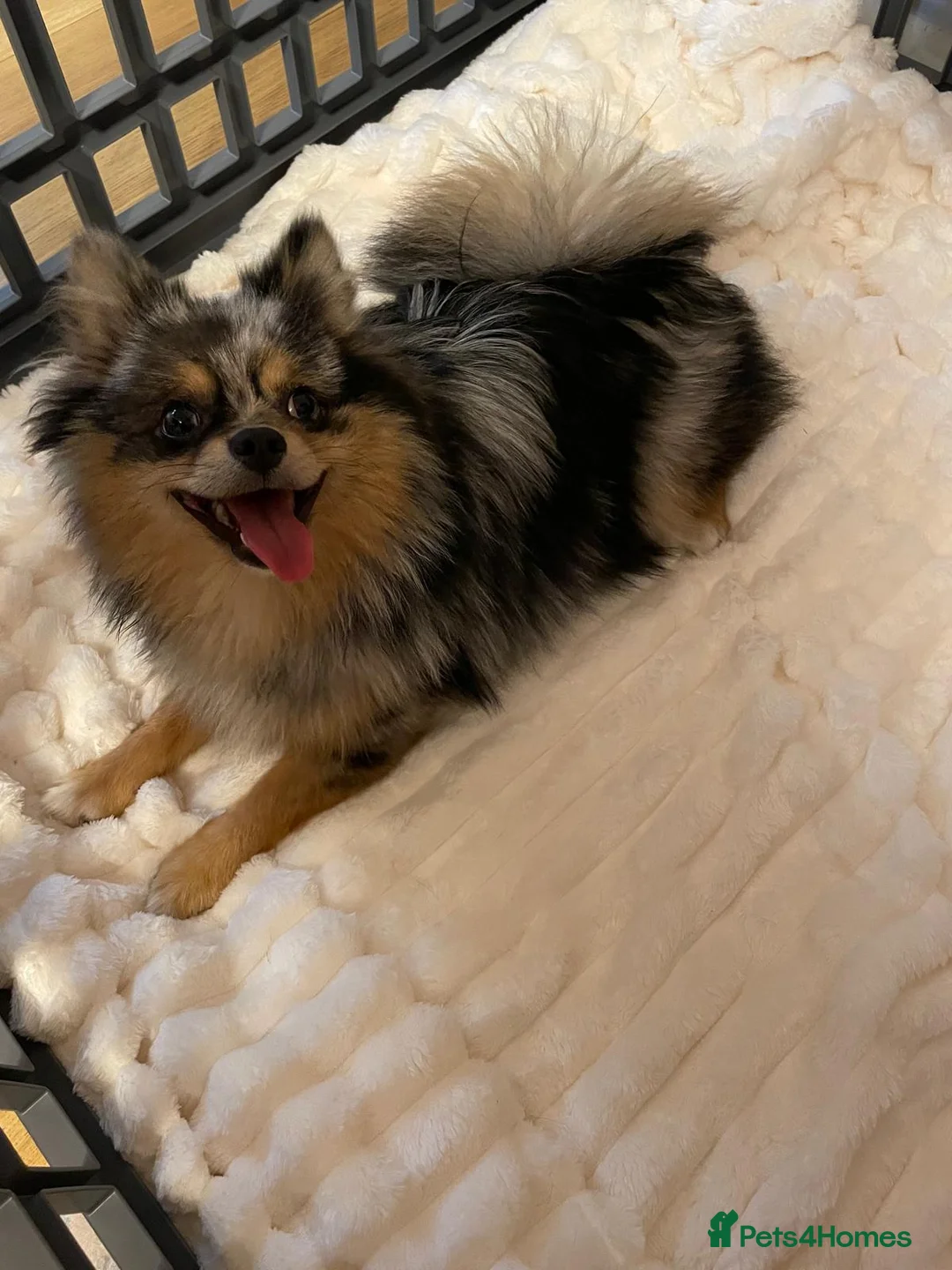 Pomchi dogs for sale: Beautiful Blue/Tan Pomeranian Merle Girl  - Advert 18