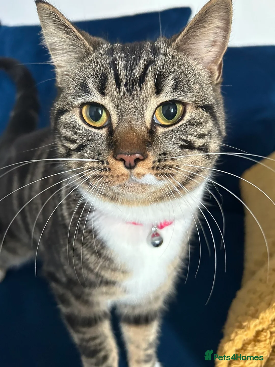 Mixed Breed cats for sale: Trouble  - Advert 1