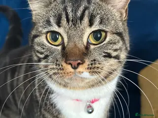 Mixed Breed cats Trouble - Advert 1