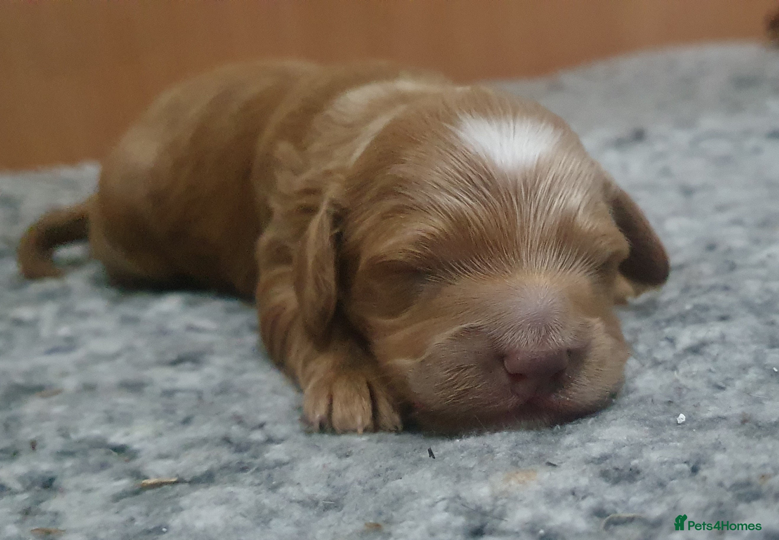 Cockapoo dogs Top quality F1b Toy Cockapoo puppies - Advert 1