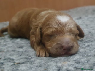 Cockapoo dogs Top quality F1b Toy Cockapoo puppies - Advert 3