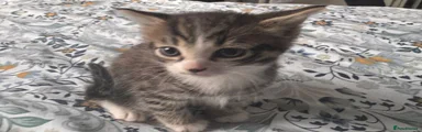 Boy Kitten 1