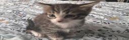 British Shorthair cats for sale: Tabby kittens looking for loving home - Advert 4