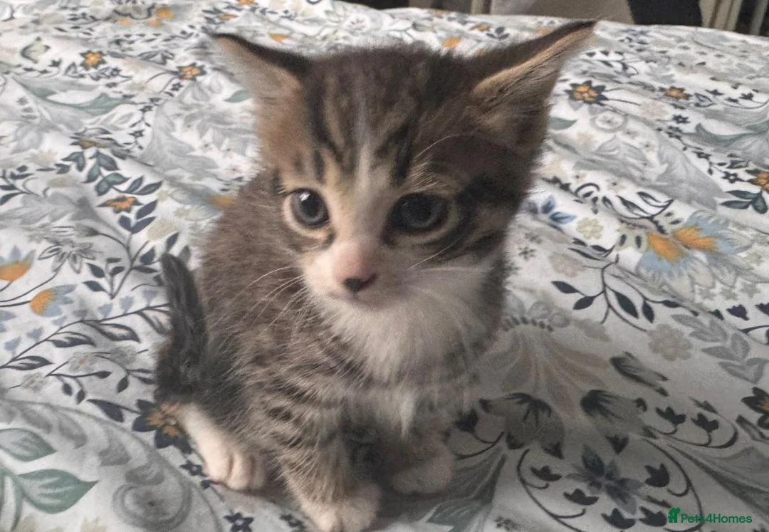British Shorthair cats for sale: Tabby kittens looking for loving home - Advert 4
