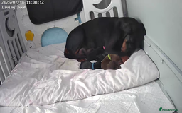 Dobermann dogs for sale: European Dobermann puppies for sale  - Image 16