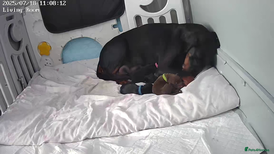 Dobermann dogs for sale: European Dobermann puppies for sale  - Image 16