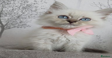 Siberian cats in Rhyl - Advert 3