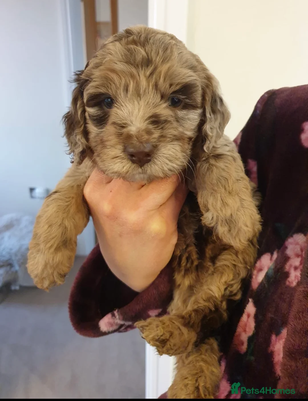 Miniature Poodle dogs for stud:  Blue/ Silver Merle carries chocolate Stud in Newcastle - Advert 17
