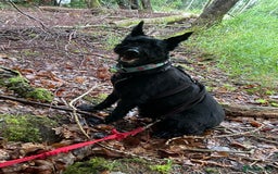 Mixed Breed dogs for adoption: Sweet Snaci looking for LOVE in Salisbury - Image 10