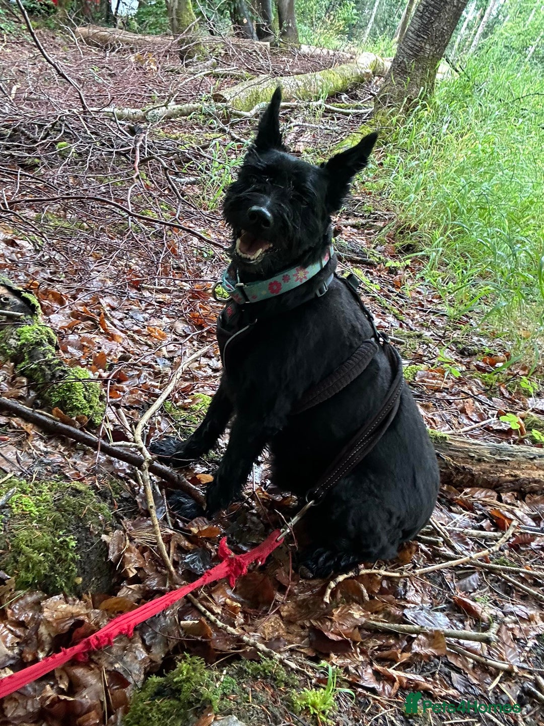 Mixed Breed dogs for adoption: Sweet Snaci looking for LOVE in Salisbury - Image 10