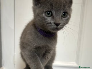 Russian Blue cats - Advert 12