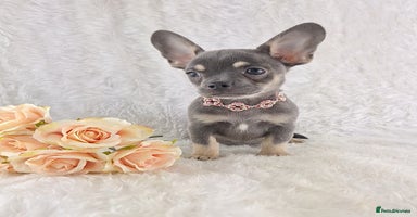 Chihuahua dogs - Advert 5