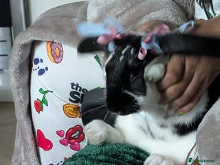 Mixed Breed rabbits French lop mixed for rehome - Advert 1