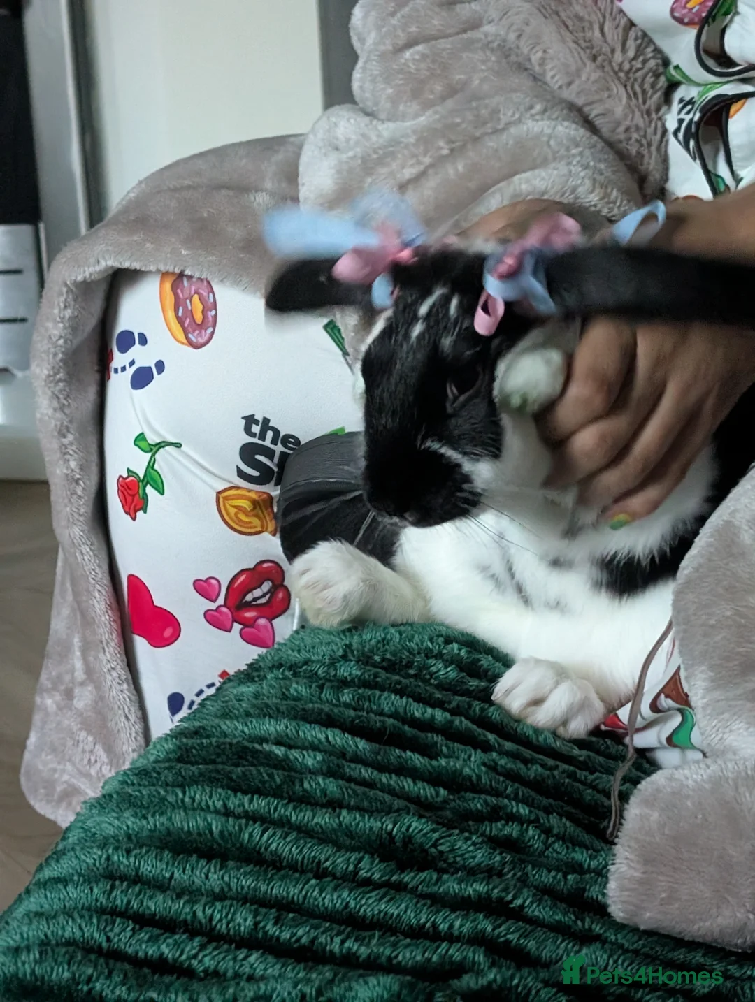 Mixed Breed rabbits for sale: French lop mixed for rehome - Advert 1