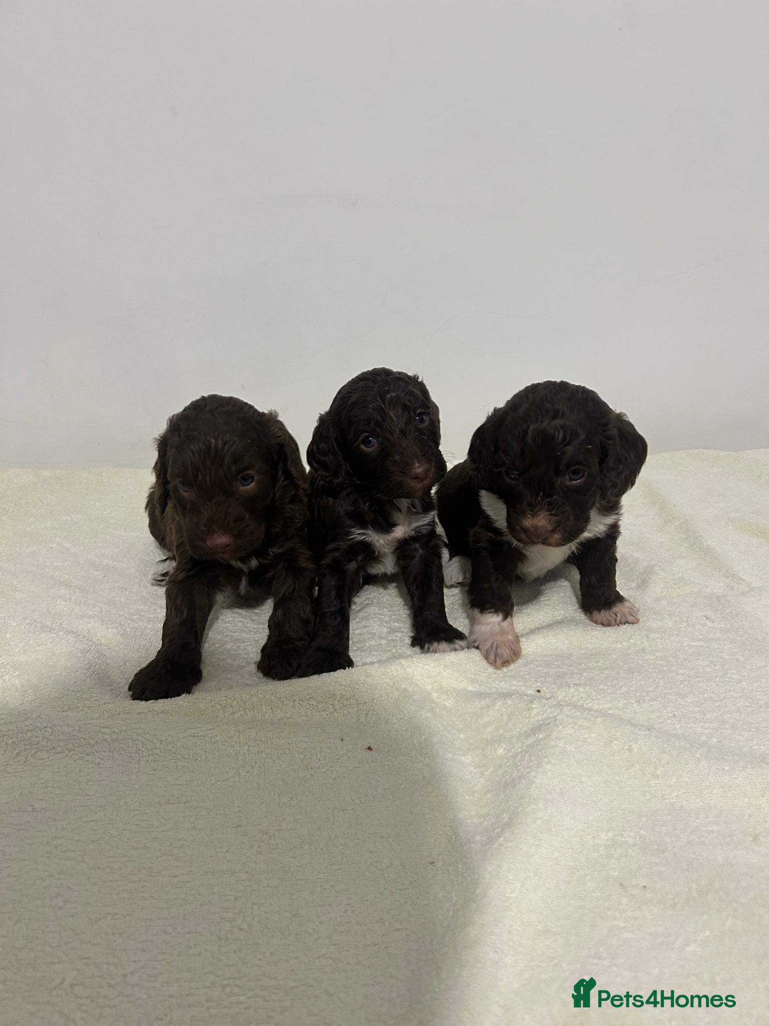 Cockapoo dogs F1 miniature cockerpoos  - Advert 3