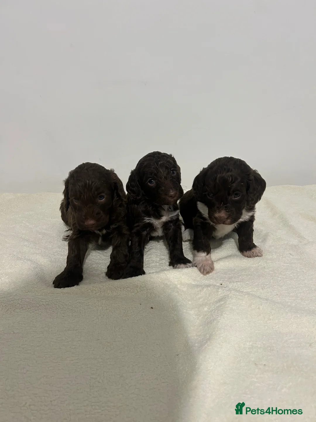 Cockapoo dogs for sale: F1 miniature cockerpoos  - Advert 1