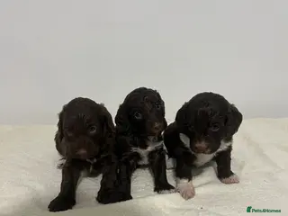 Cockapoo dogs F1 miniature cockerpoos - Advert 2