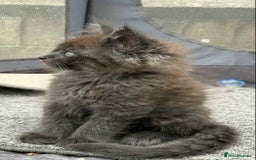 Maine Coon cats for sale: Beautiful TICA registered Maine coon kittens - Image 5