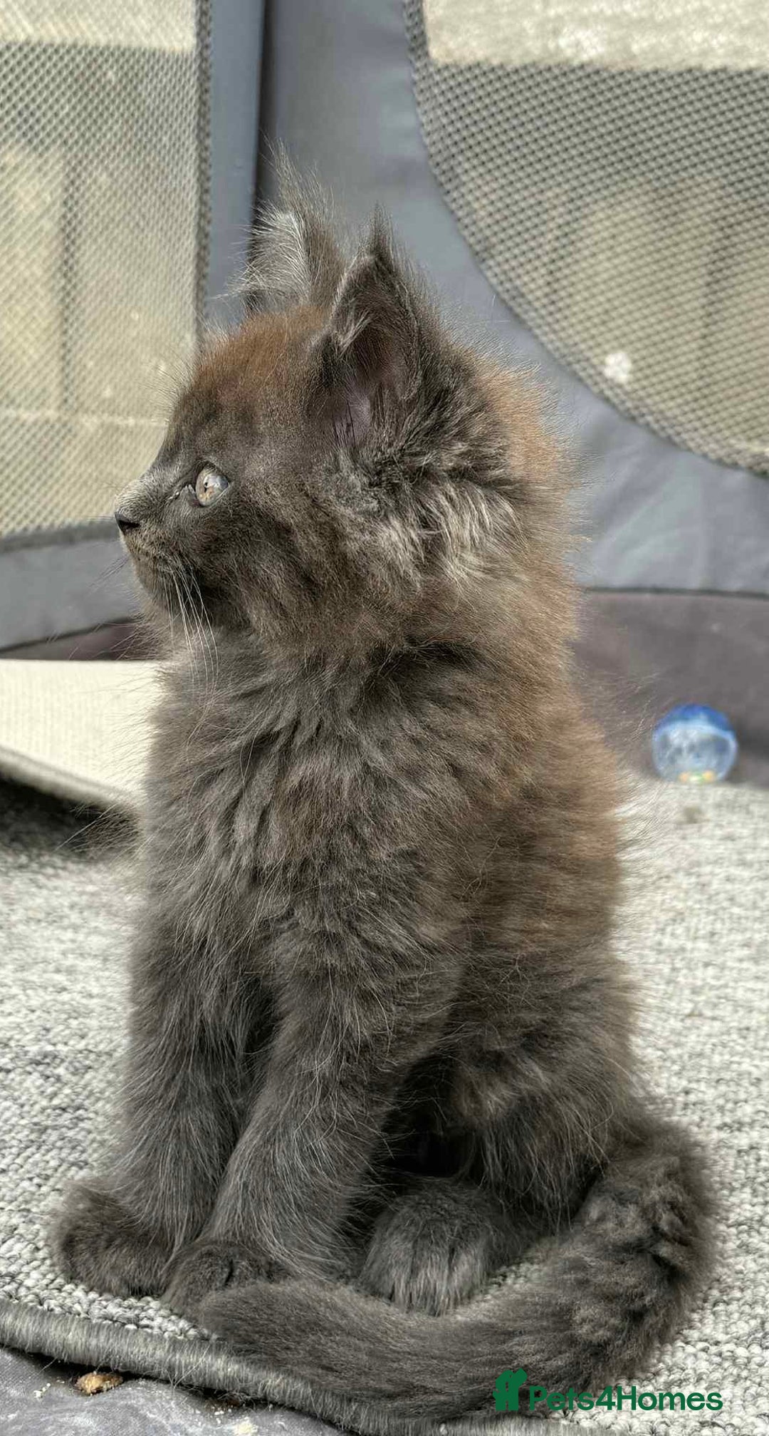 Maine Coon cats for sale: Beautiful TICA registered Maine coon kittens - Image 5