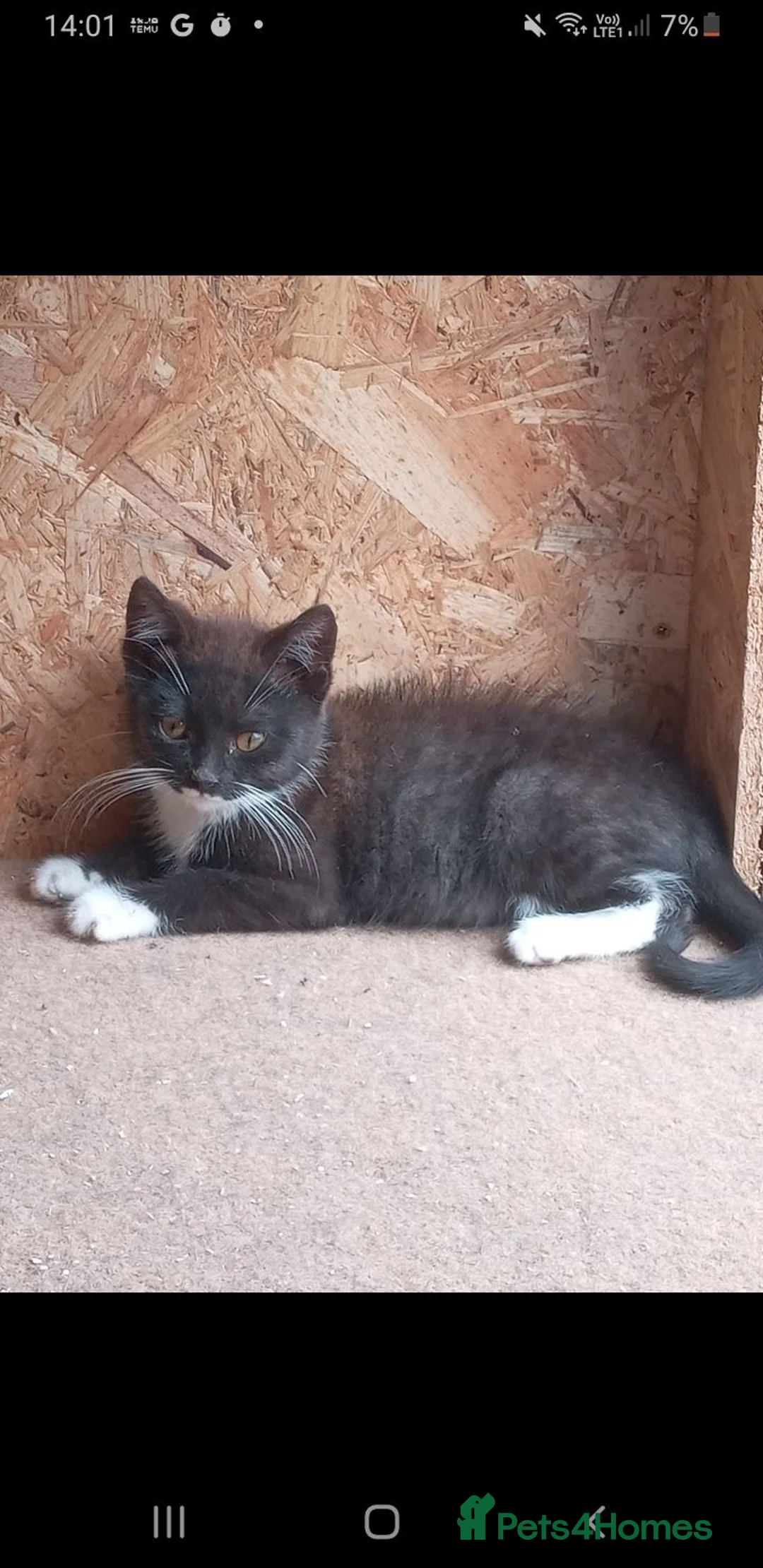 Mixed Breed cats for sale: Black and white male kitten in Llandysul - Advert 2
