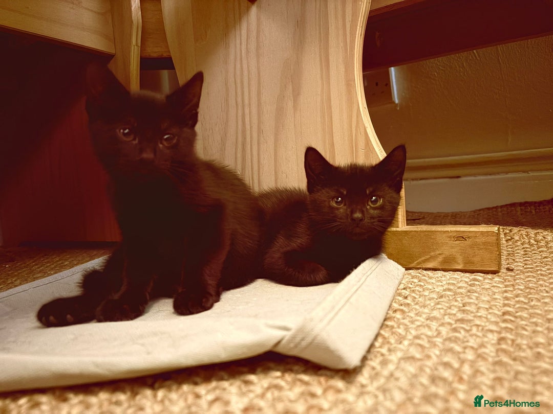 British Shorthair cats for sale: 2 Black Female kittens Ready to go - Image 5
