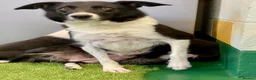Border Collie dogs for sale: Border Collies puppies available  - Advert 7