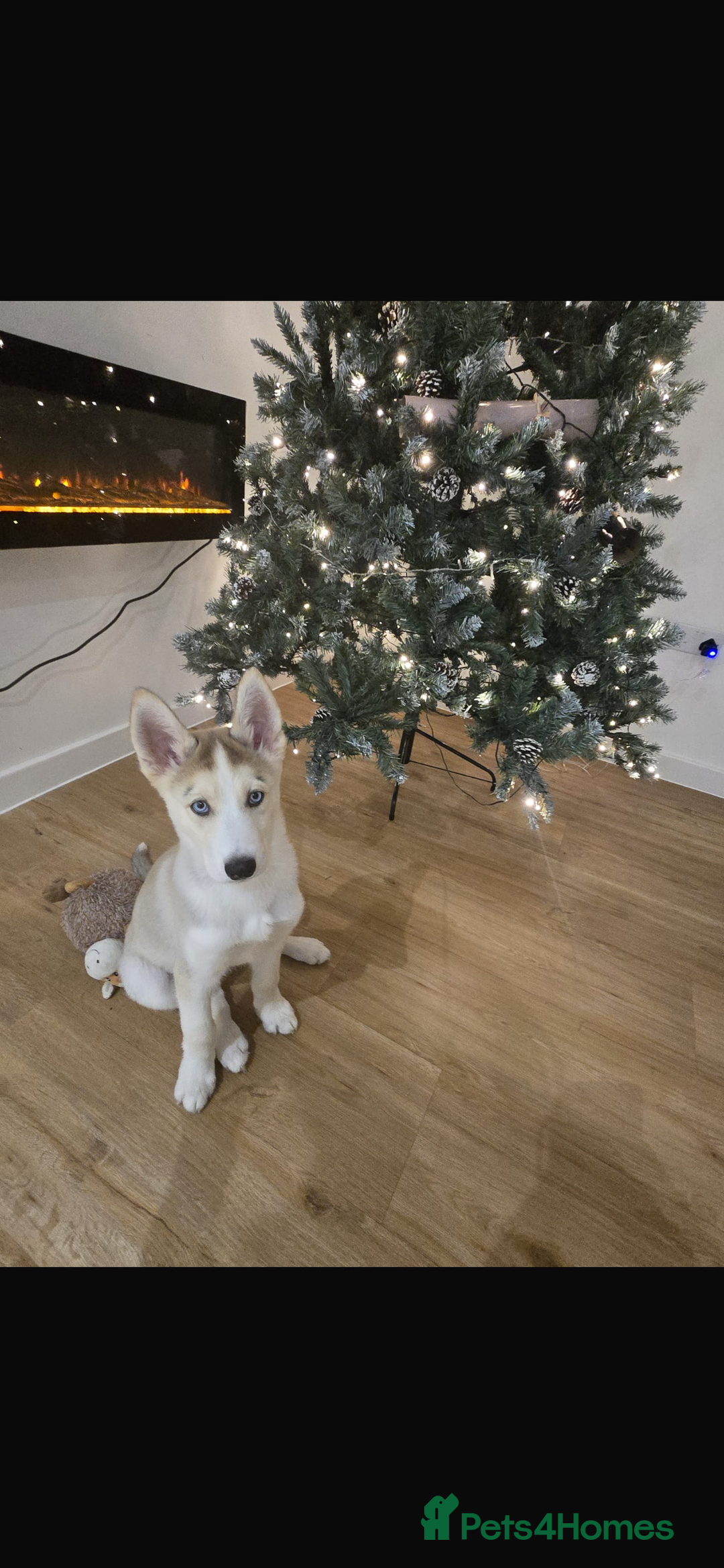 Siberian Husky dogs for sale: Husky pup - Advert 2