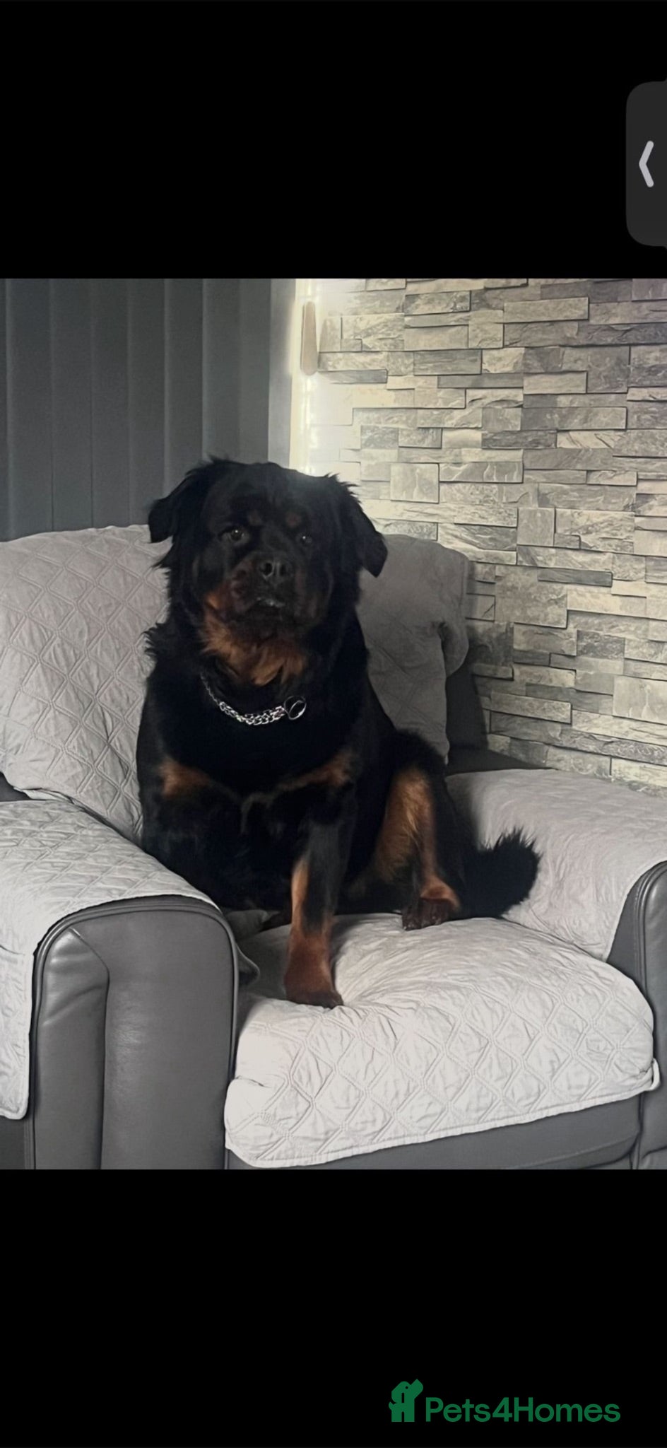 Rottweiler dogs 7 amazing rottweiler pups - Advert 3