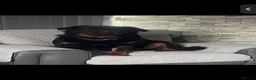 Rottweiler dogs for sale: 7 amazing rottweiler pups - Advert 1