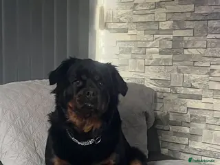 Rottweiler dogs 7 amazing rottweiler pups - Advert 3