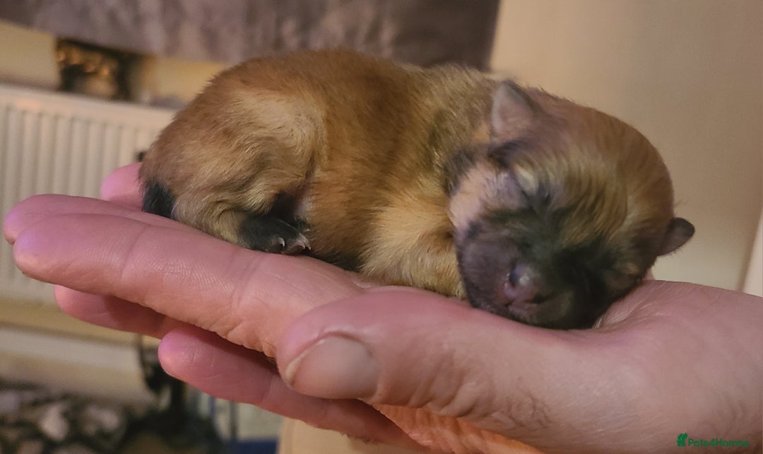 Pomeranian dogs for sale: Pomeranian puppies  - Image 12