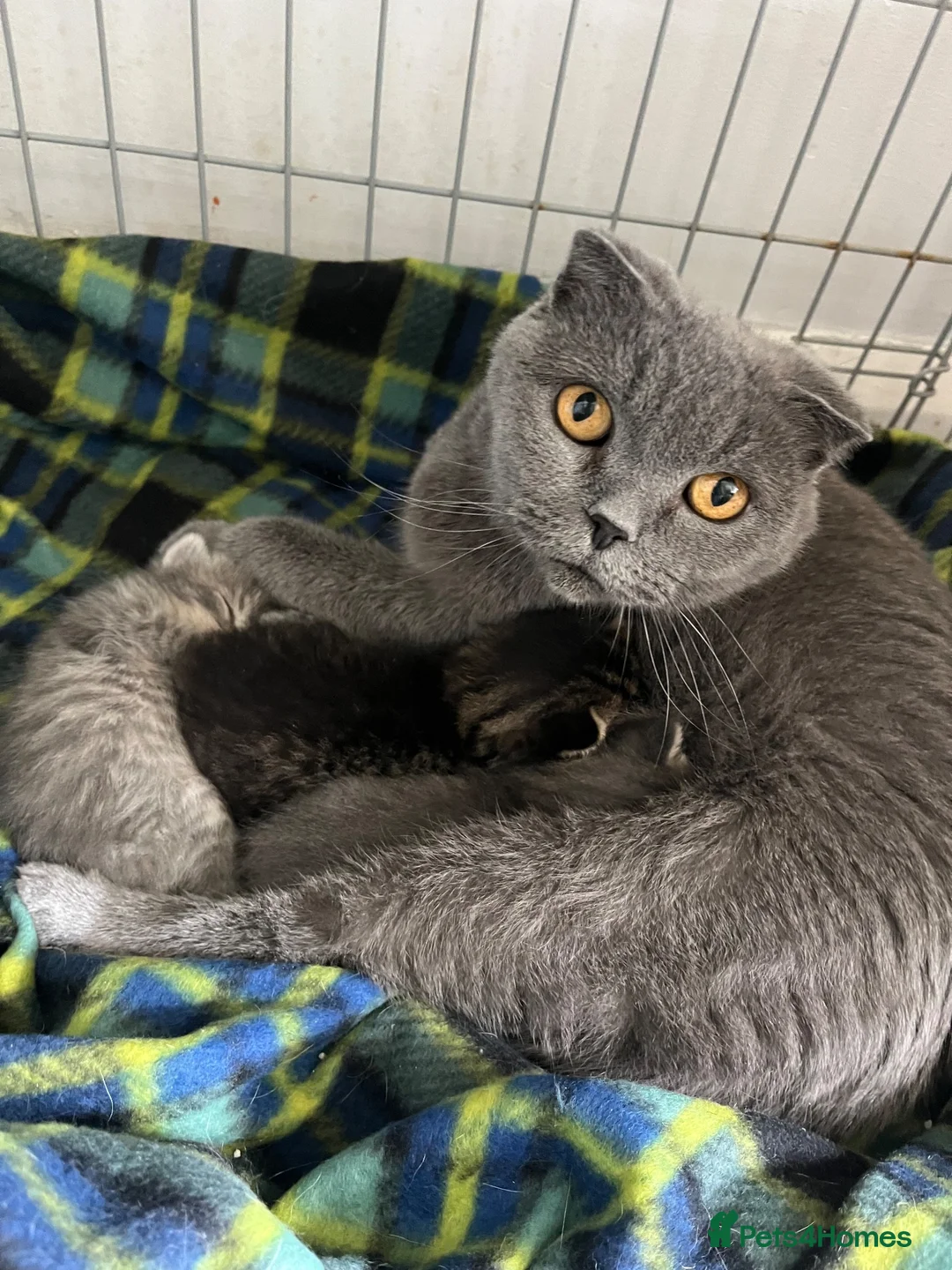 Mixed Breed cats for sale: Scottish fold cross main coon  in Basildon - Advert 1