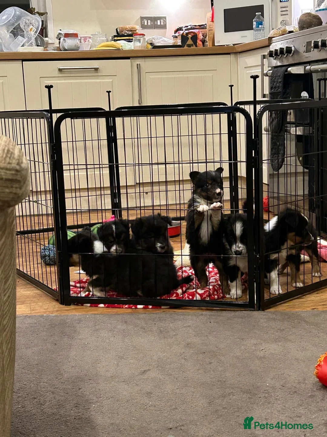 Border Collie dogs for sale: Border collie puppies  - Advert 4