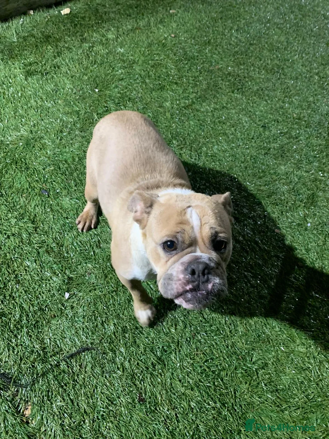 English Bulldog dogs for sale: English bull dog  - Advert 1