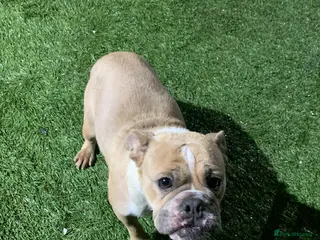 English Bulldog dogs English bull dog - Advert 14