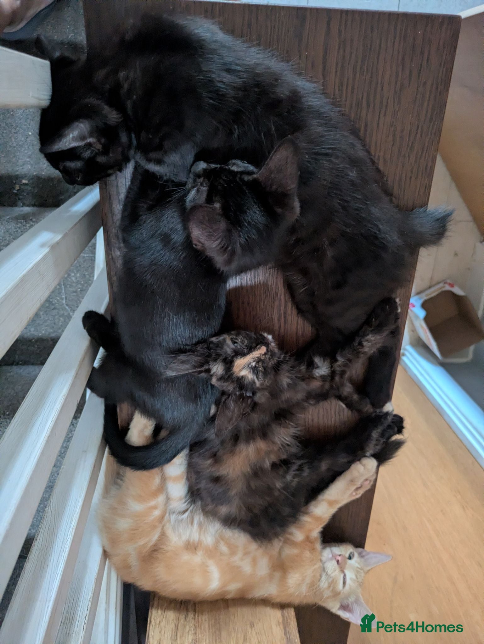Mixed Breed cats Beautiful mixed breed kittens - Advert 10