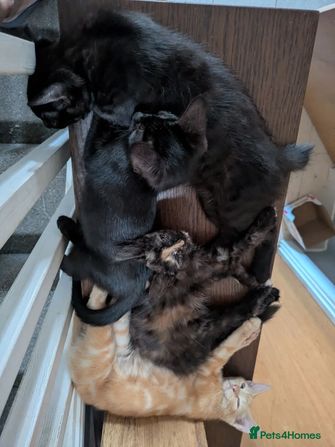 Mixed Breed cats for sale: Beautiful mixed breed kittens - Advert 1