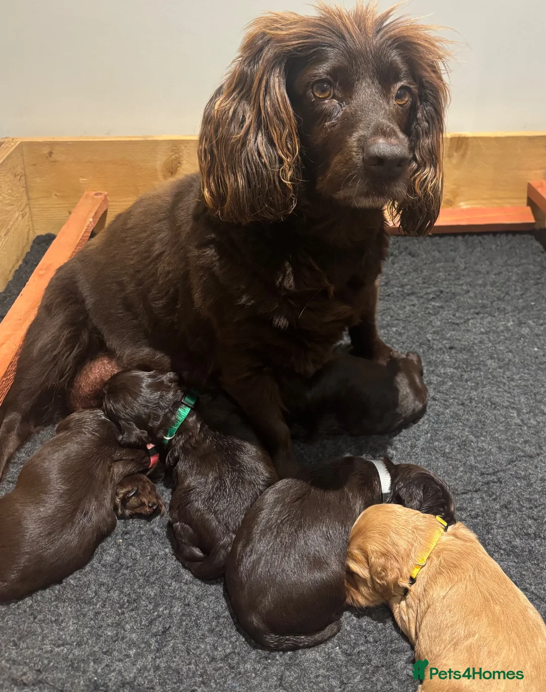 Cockapoo dogs for sale: 5 Beautiful F1 Toy cockapoo puppies  - Advert 2
