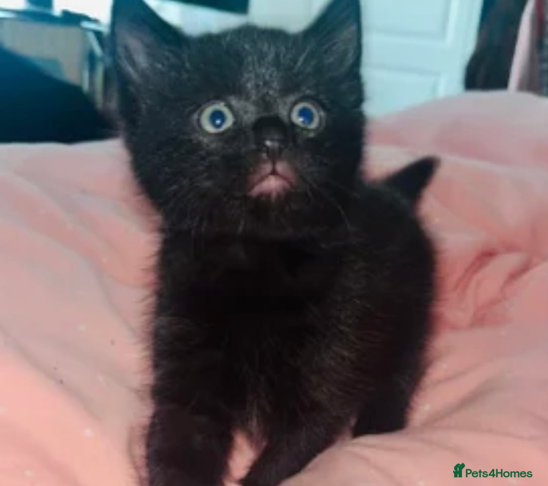 British Shorthair cats for sale: 3 kittens ready for collection  - Advert 2