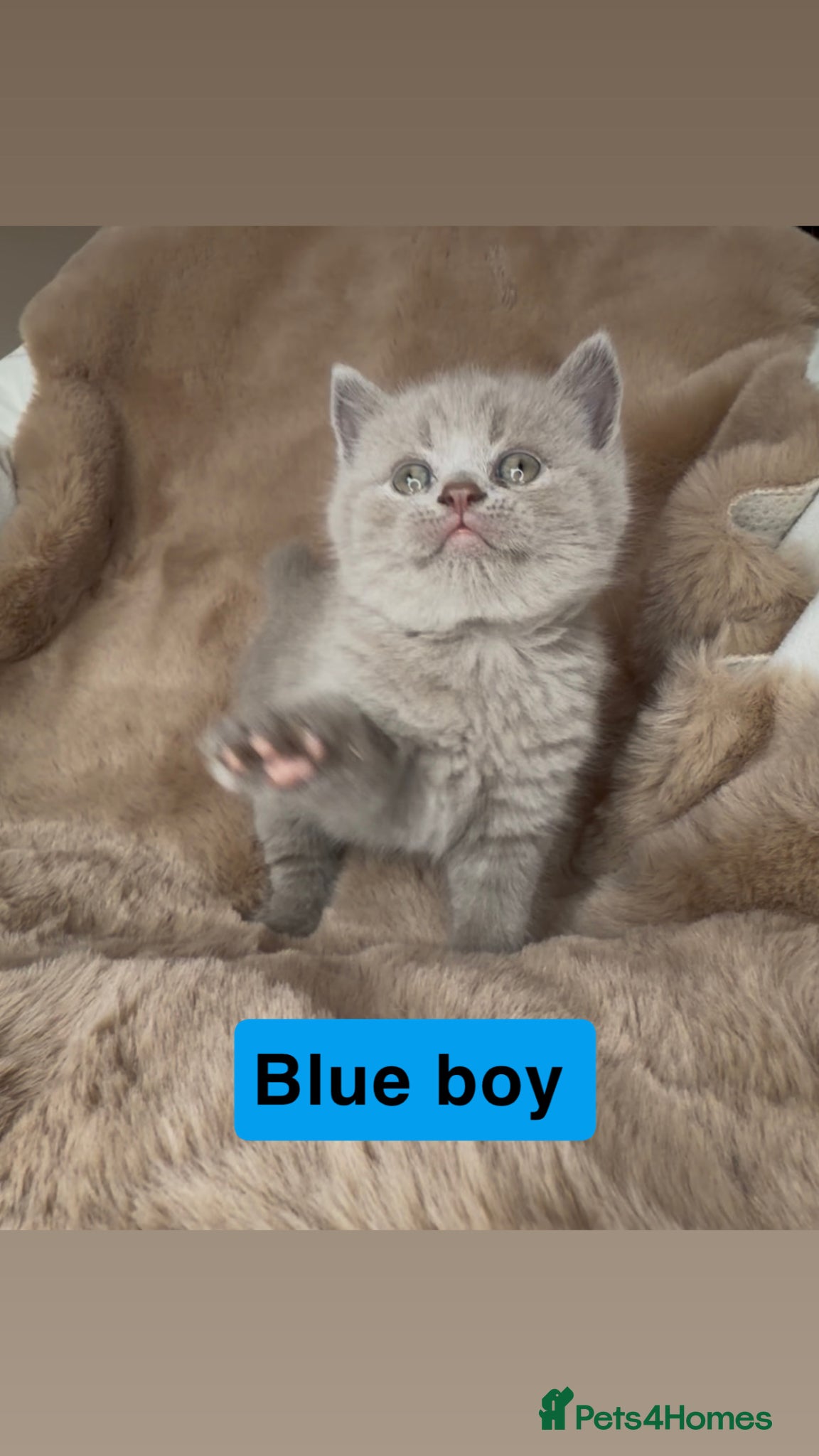 British Shorthair cats ✨  4 available Quality gccf British Shorthairs  - Advert 1