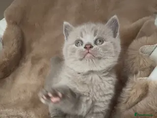 British Shorthair cats ✨ 4 available Quality gccf British Shorthairs - Advert 1