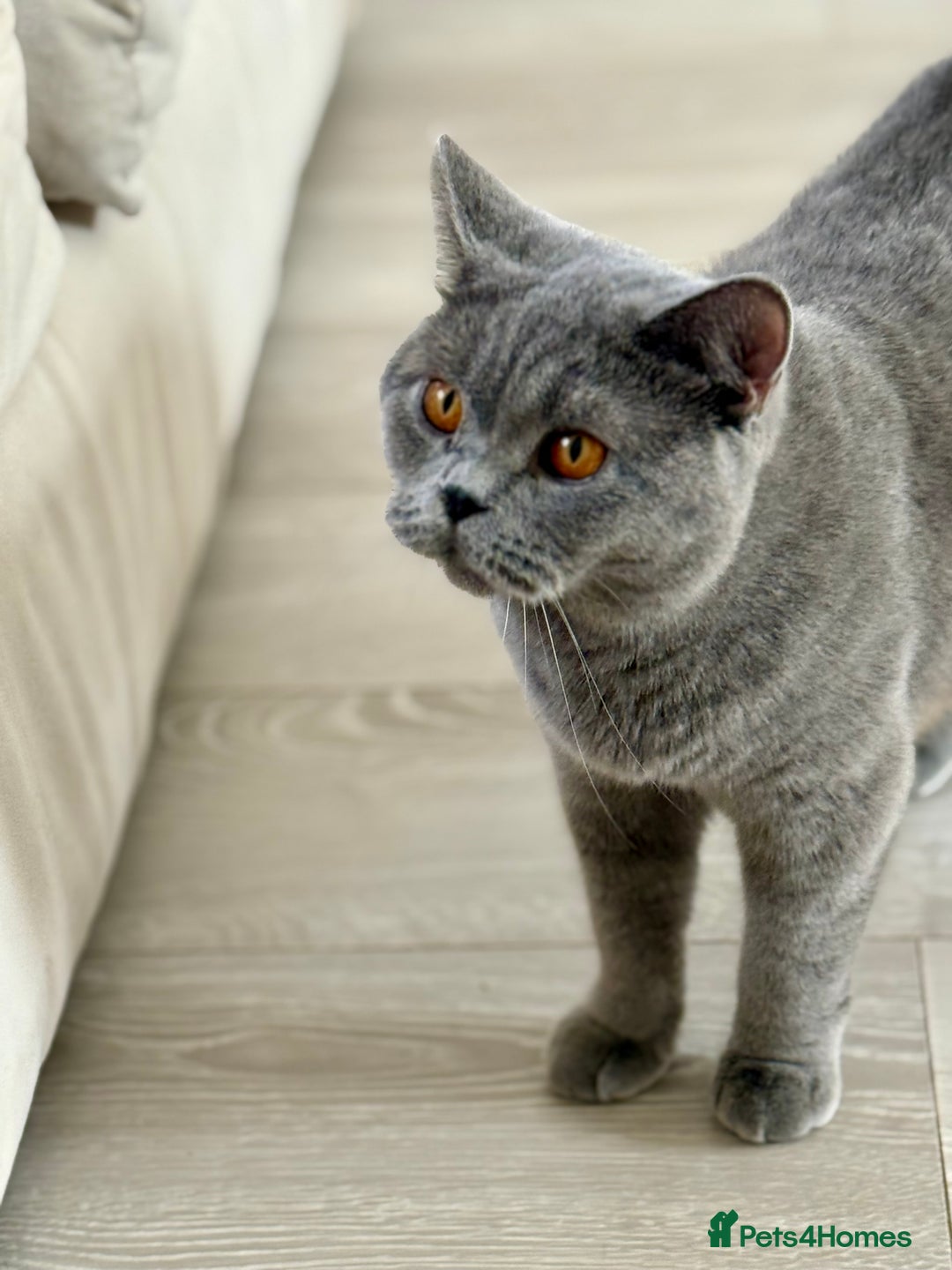 British Shorthair cats for sale: Beautiful British Shorthair Girl – Blue 🐾💙 - Image 4