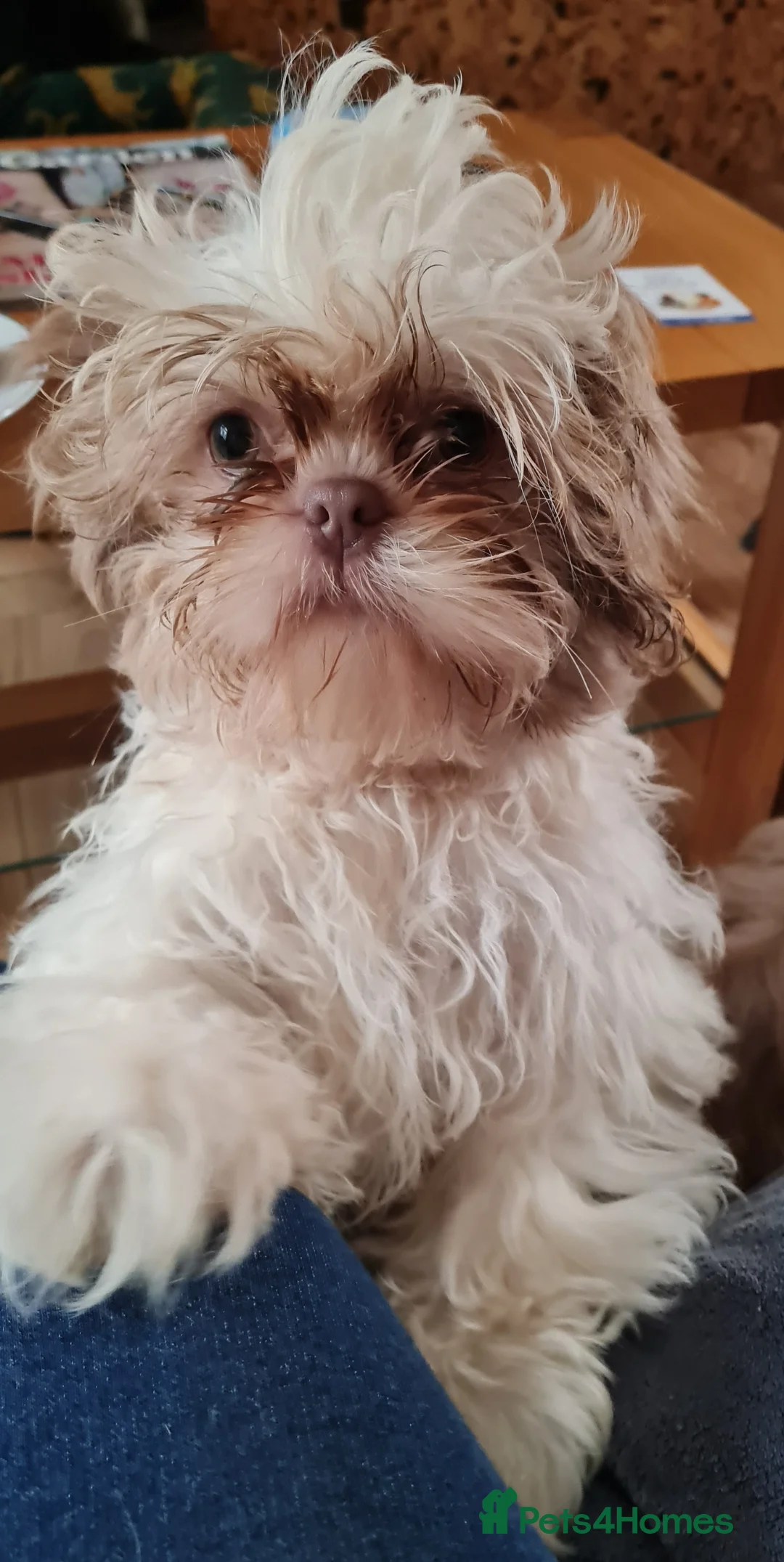 Shih Tzu dogs for sale: Imperial Shih Tzu females, 7 months, KC Registered - Advert 11
