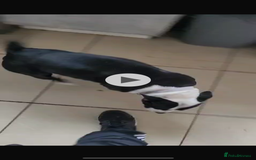 Staffordshire Bull Terrier dogs for sale: Staffy puppies  - Advert 7